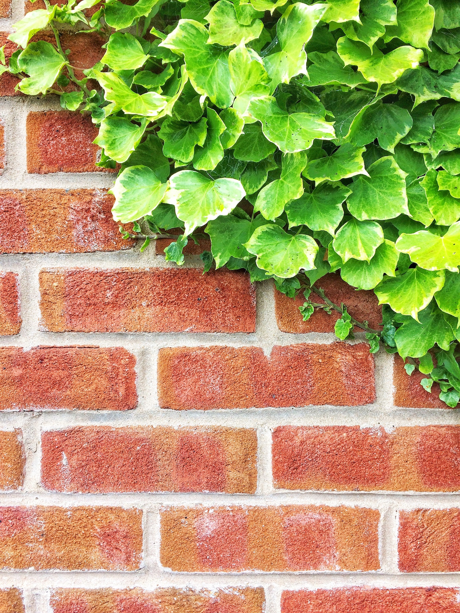 A brick wall in a walled garden with green leaves of a creeping ivy plant climbing iwith copy space