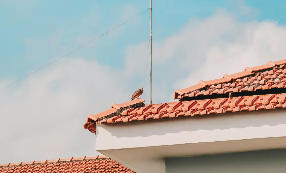 Quand et comment réaliser un traitement fongicide efficace